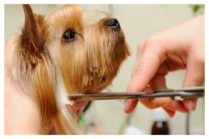 terrier having a haircut