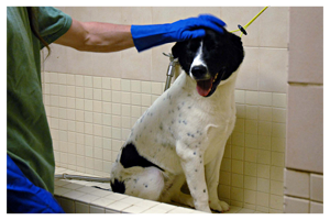 dog taking a bath