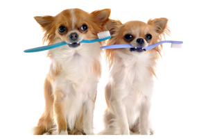 portrait of purebred chihuahuas with toothbrush in front of white background