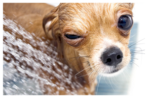 dog taking a bath