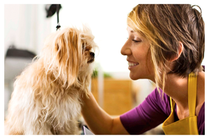 stylist grooming pet dog
