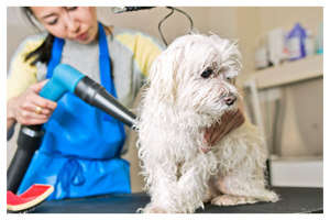 dog having a blow dry