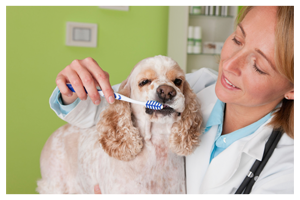 lady brushing dog's teeth